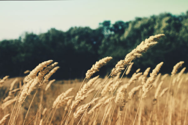 电话短信轰在线轰炸免费